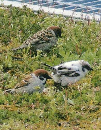 【石川】白いスズメ見つかる