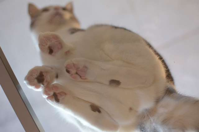 ガラスのテーブルの下から眺める猫は最高に美しい