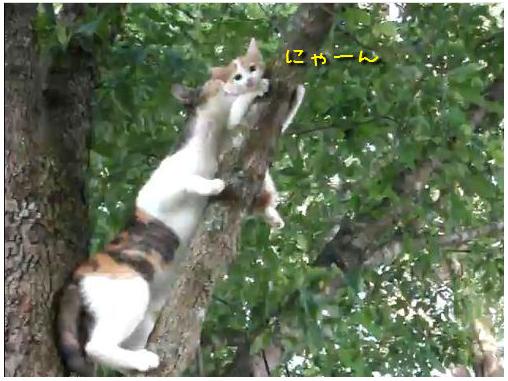 赤ちゃんネコの集団がボルダリングしている姿が可愛い