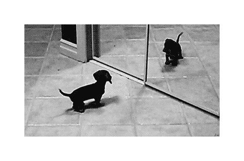 鏡で自分の姿を見た動物たちのかわいい反応!!