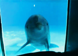 鏡で自分の姿を見た動物たちのかわいい反応!!
