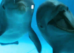 鏡で自分の姿を見た動物たちのかわいい反応!!