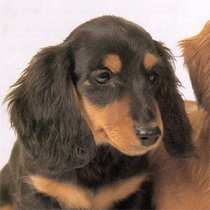 ペット   何か飼ってますか？