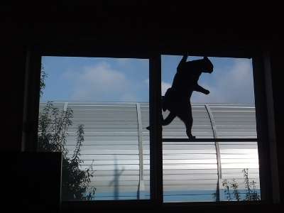 赤ちゃんネコの集団がボルダリングしている姿が可愛い