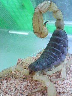 ペット   何か飼ってますか？