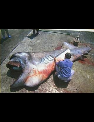 深海魚好きな人集まれー!