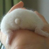 【癒しの】ハムケツ（ハムスターのお尻）が可愛すぎると空前の大ブーム【短いしっぽ】 - NAVER まとめ