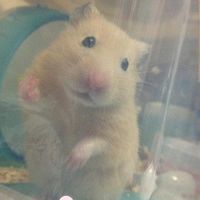 【厳選】悶絶級にかわいい面白ハムスター動画【ハムケツ】 - NAVER まとめ