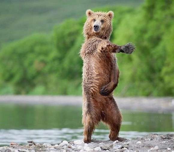 ナイスシャッターチャンス！まるで踊っているかのような動物たちのポージング写真
