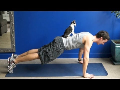 猫が人の邪魔をするのはなぜ？ 