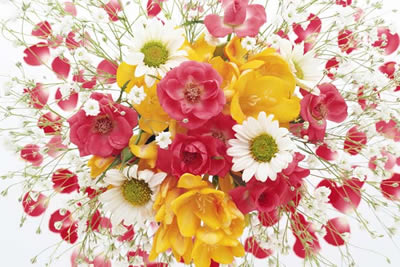 好きな花はなんですか？
