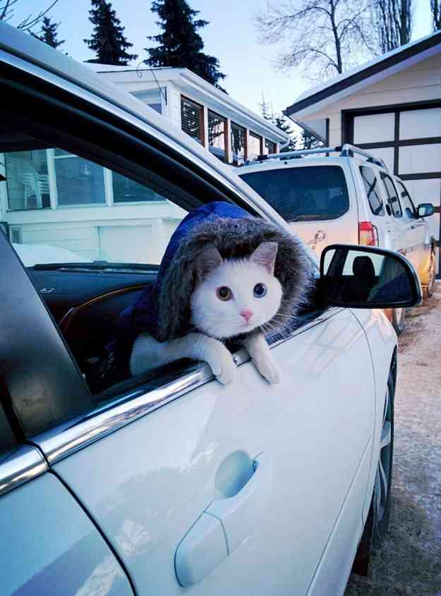 ドライブ大好きな犬と猫