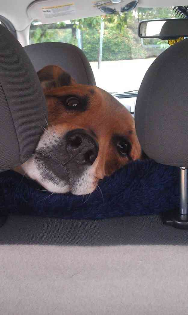 ドライブ大好きな犬と猫