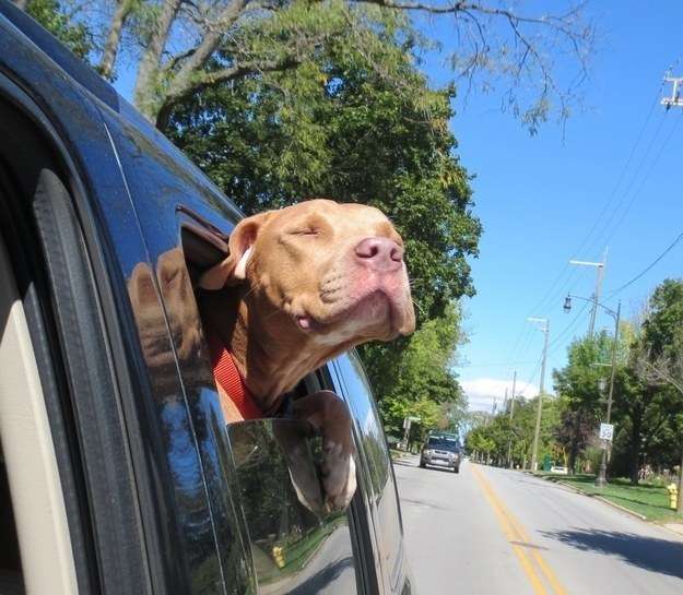 ドライブ大好きな犬と猫