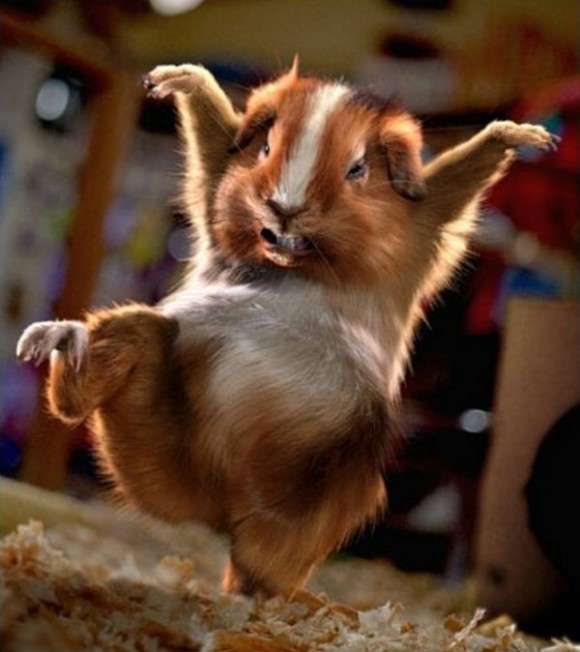ナイスシャッターチャンス！まるで踊っているかのような動物たちのポージング写真