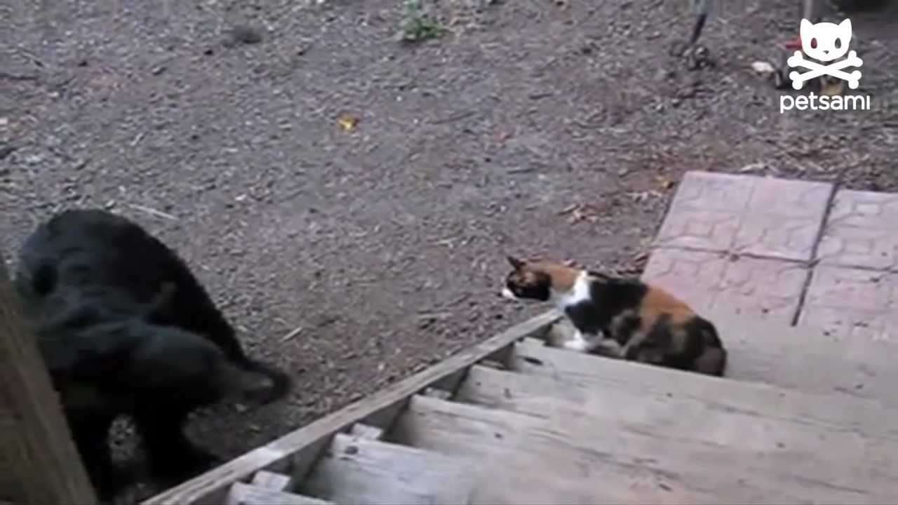 Fearless cat shows bear who's boss - YouTube