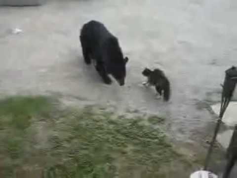 Cat vs Bear - Fearless Cat Chases and Attacks Bear [Cat vs Bear Fight] - YouTube