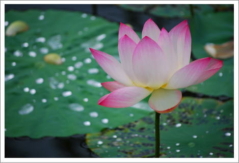 好きな花はなんですか？