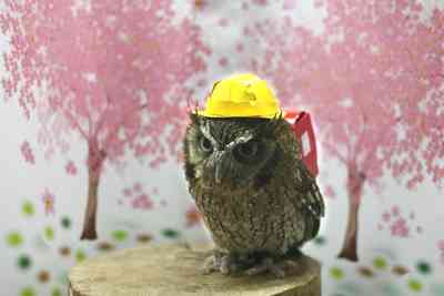 「かぶっても、かぶられても…かわいい！」動物たちの変身した姿いろいろ