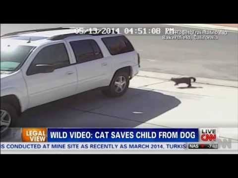 猫が猛犬に体当たり、飼い主の子ども救う CNN -CAT SAVES CHILD FROM DOG- - YouTube