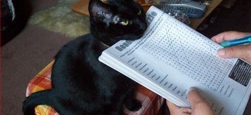 猫が人の邪魔をするのはなぜ？ 