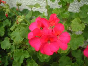 好きな花はなんですか？