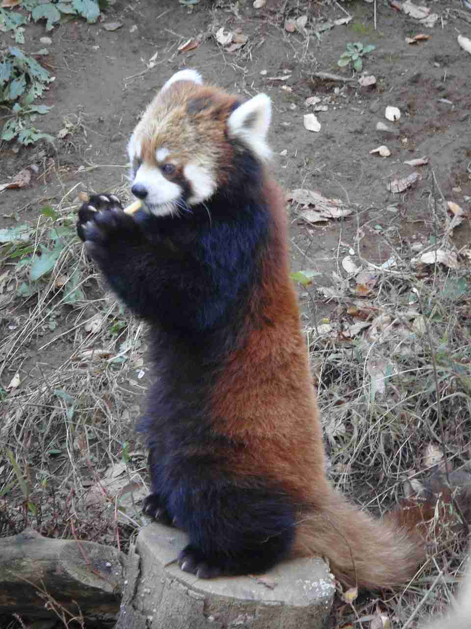 ナイスシャッターチャンス！まるで踊っているかのような動物たちのポージング写真