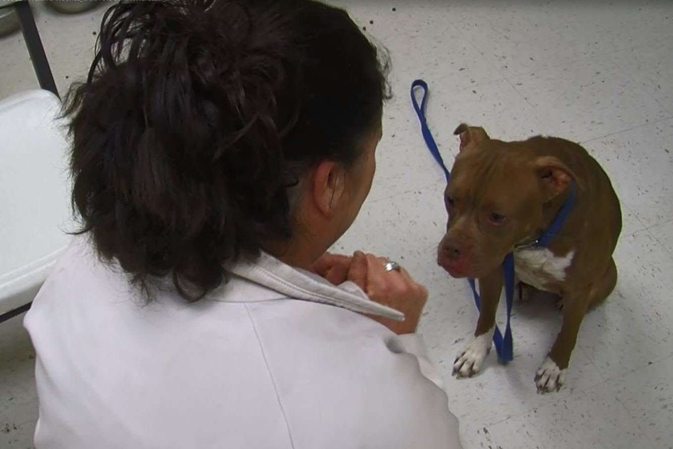 Deaf dog learns sign language - YouTube