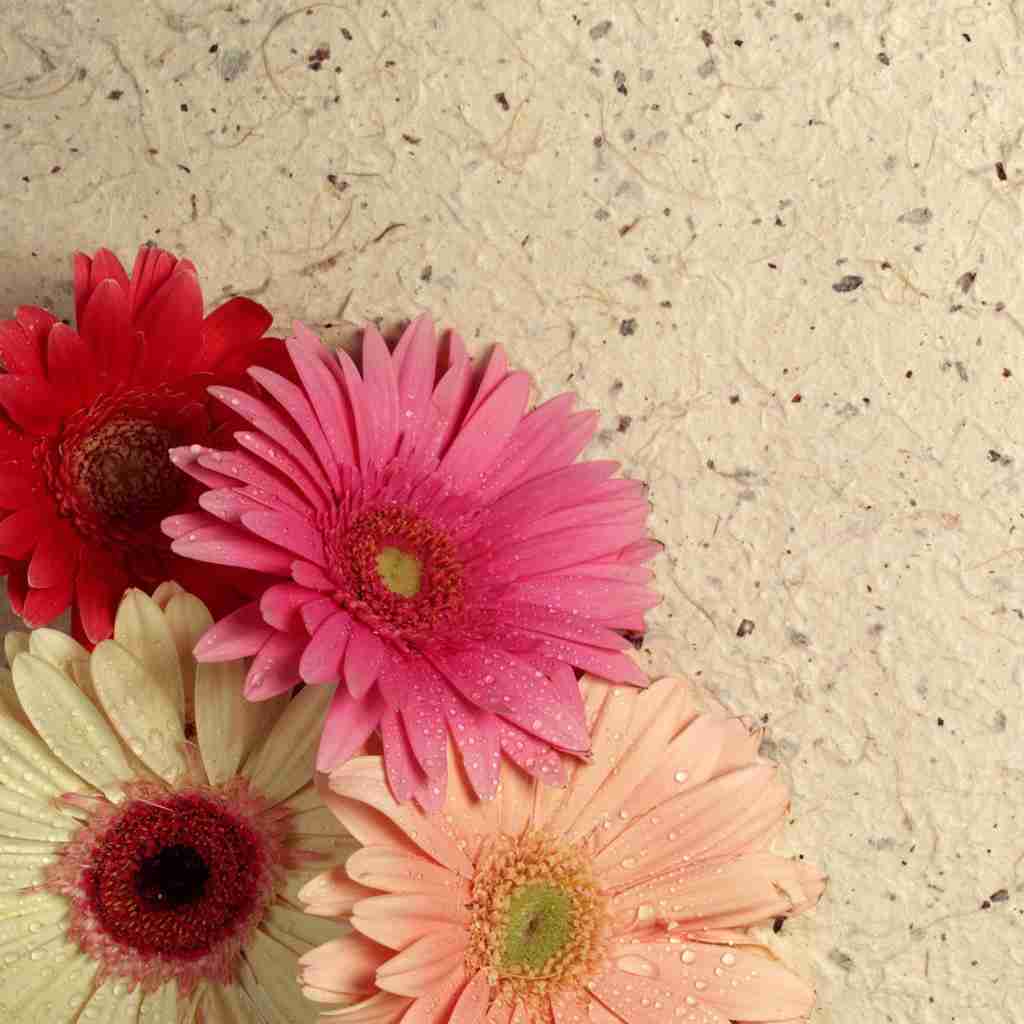 好きな花はなんですか？