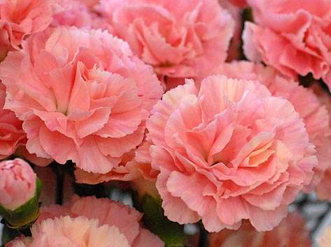 好きな花はなんですか？