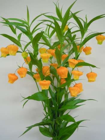 好きな花はなんですか？