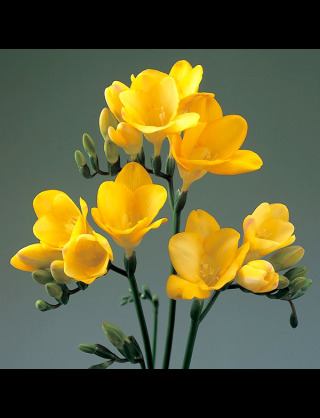 好きな花はなんですか？