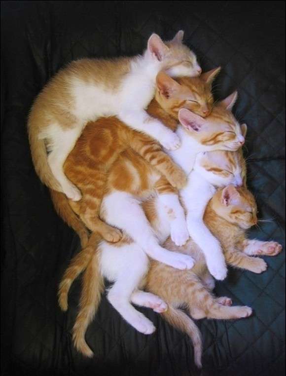 団体さん最強。動物たちがひっついて合体すると魂を抜かれそうになる画像