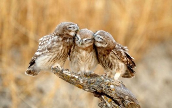 団体さん最強。動物たちがひっついて合体すると魂を抜かれそうになる画像