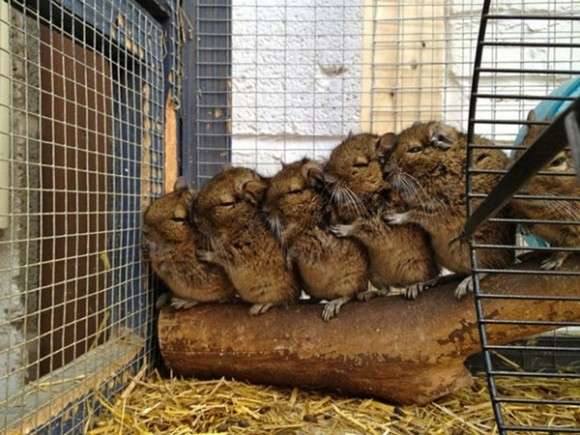 団体さん最強。動物たちがひっついて合体すると魂を抜かれそうになる画像