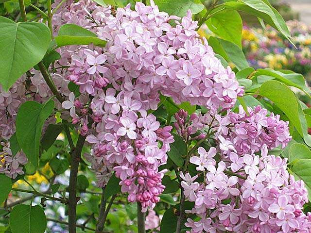 好きな花はなんですか？
