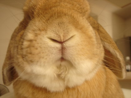 あらゆる物のアップの画像を貼るトピ！