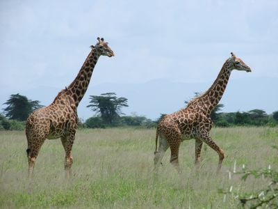 キリンはこんな格好で寝ている:らばQ