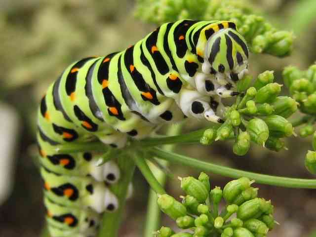 あらゆる物のアップの画像を貼るトピ！