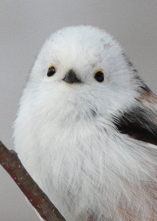 あらゆる物のアップの画像を貼るトピ！