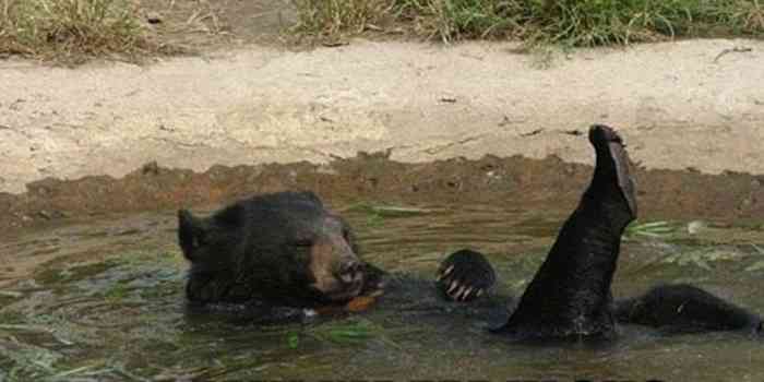 ナイスシャッターチャンス！まるで踊っているかのような動物たちのポージング写真