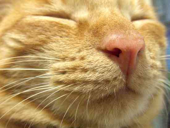 あらゆる物のアップの画像を貼るトピ！