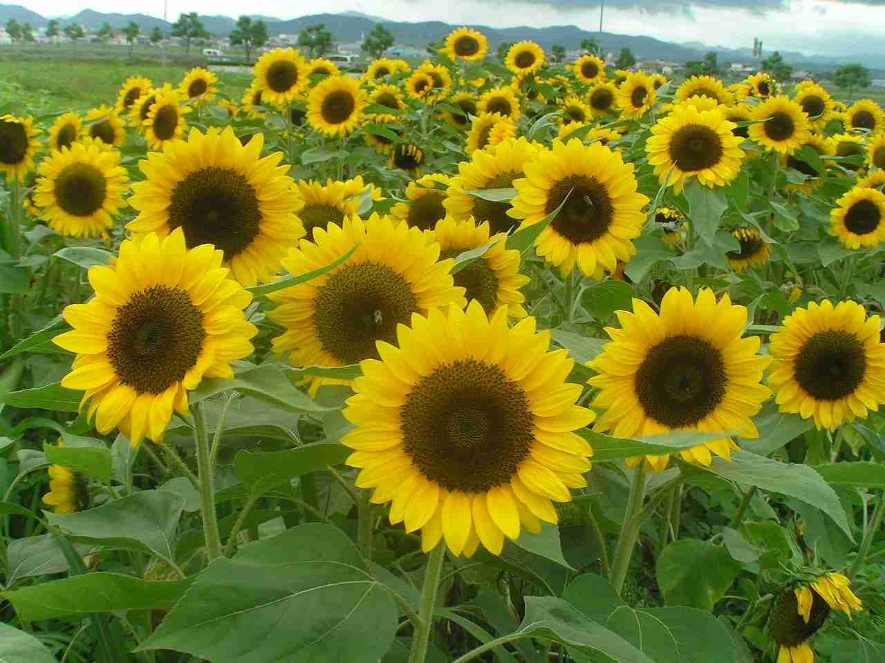 夏らしい画像を、ひたすら貼るトピ！