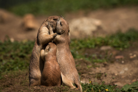 団体さん最強。動物たちがひっついて合体すると魂を抜かれそうになる画像