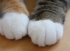 「ハムケツ」に「猫の肉球」「手つなぎラッコ」も！ 動物“部分”写真集が人気