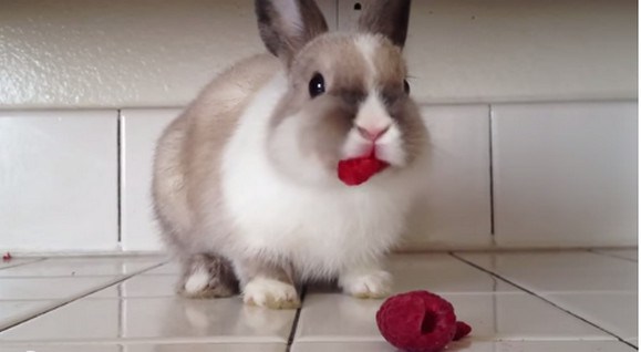 口紅？吸血鬼？ラズベリーを頬張るウサギがかわいいと話題に