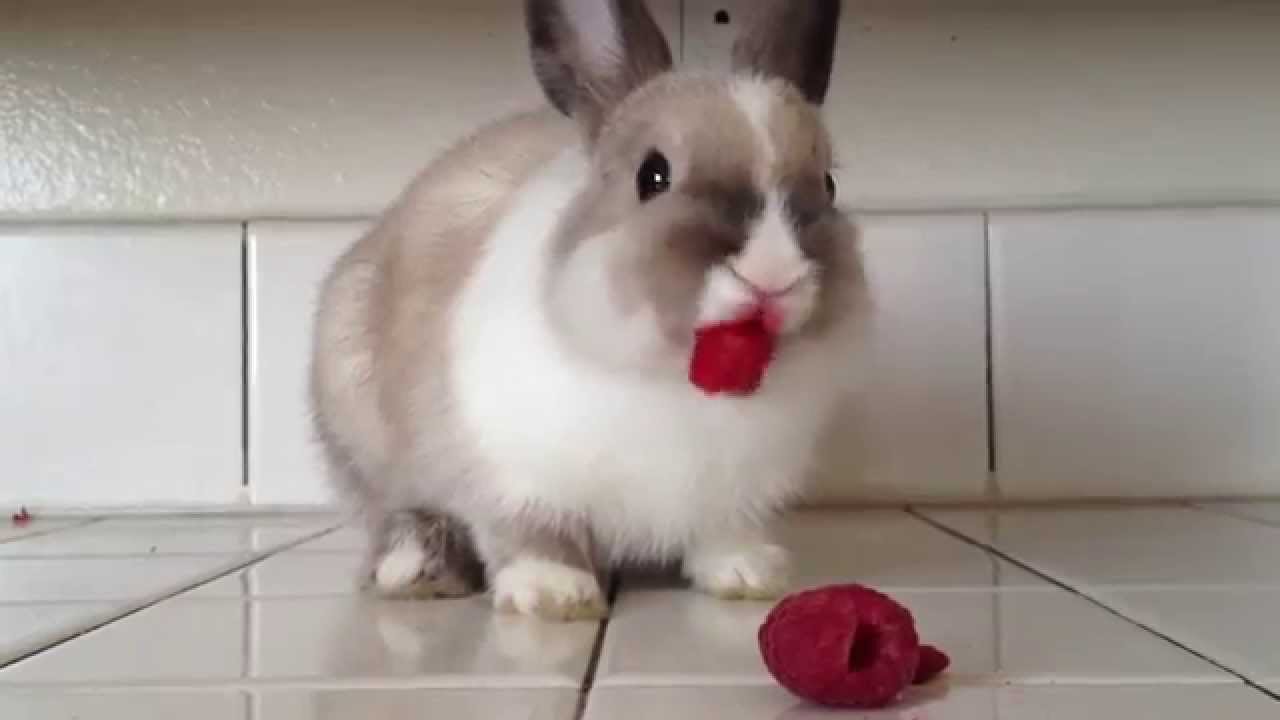 Bunny Eating Raspberries! - YouTube