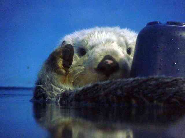 水族館からラッコがいなくなる可能性 捕獲禁止や近親交配で全国に18頭だけ ガールズちゃんねる Girls Channel