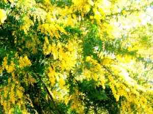 好きな花はなんですか？