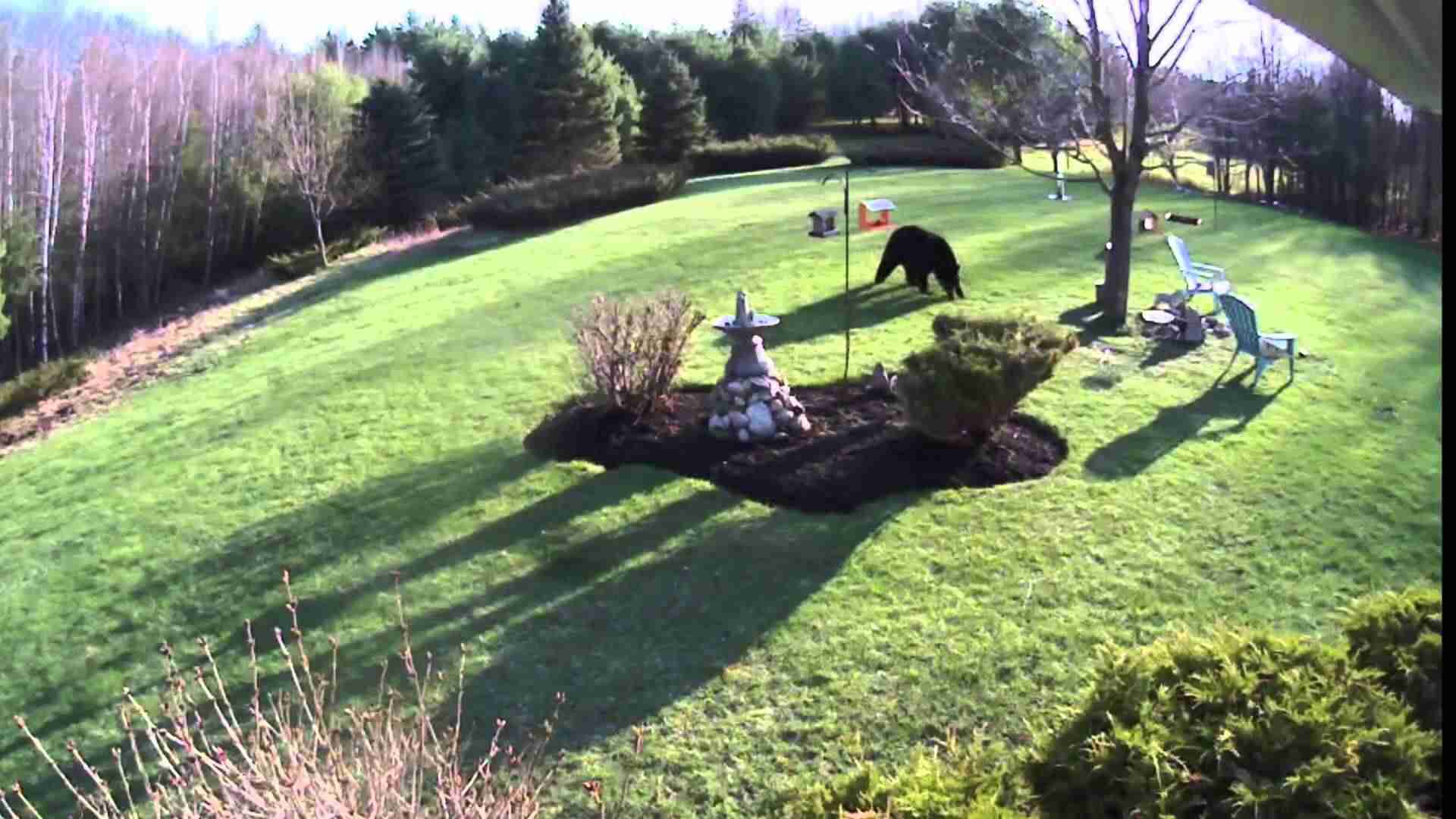 Brave Bold Bulldogs Meet a NH Black Bear - YouTube